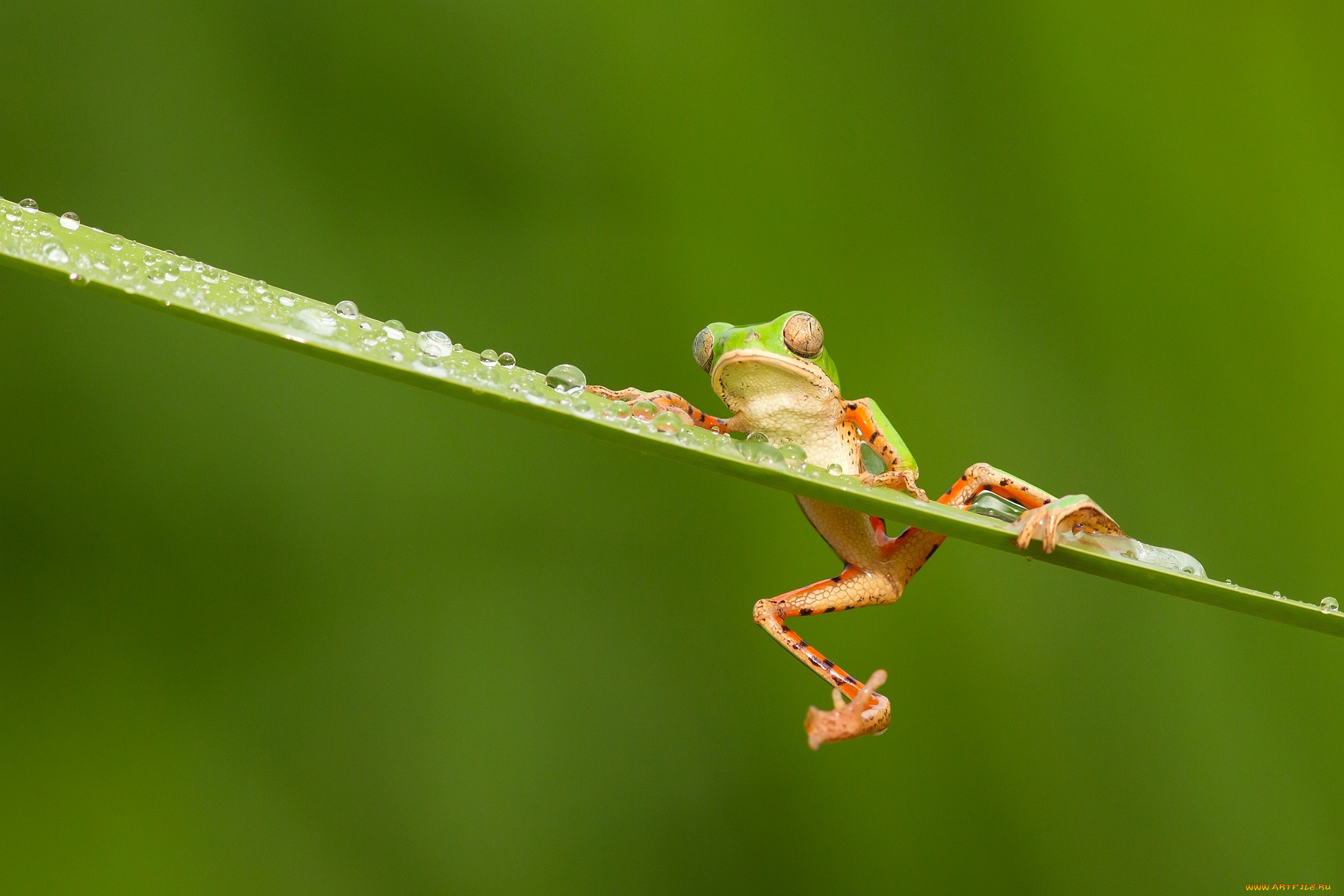 , , , colourfull, , , , , , frog, , , rain, water, drops, eyes, , orange